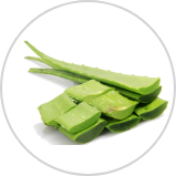Aloe Vera** Aloe Vera**