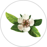 Copaiba Oil*** Copaiba Oil***