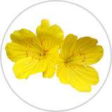 Evening Primrose Oil Evening Primrose Oil