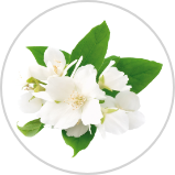 Jasmine Oil Jasmine Oil