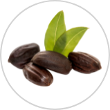 Jojoba Oil Jojoba Oil