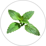 Lemon Balm Lemon Balm