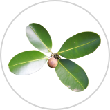 Tamanu Oil***